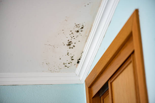 Best Kitchen Mold Remediation in Waynesburg, OH
