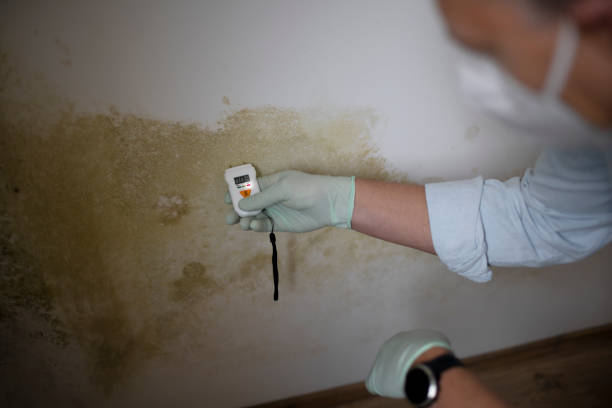 Best Post-Flood Mold Remediation in Waynesburg, OH