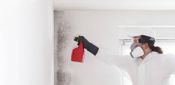 Best Post-Flood Mold Remediation in Waynesburg, OH