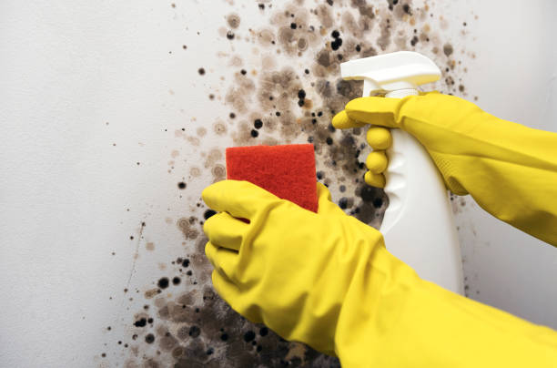 Best Bathroom Mold Remediation in Waynesburg, OH